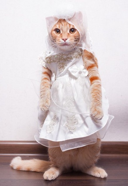 Кошечка невеста