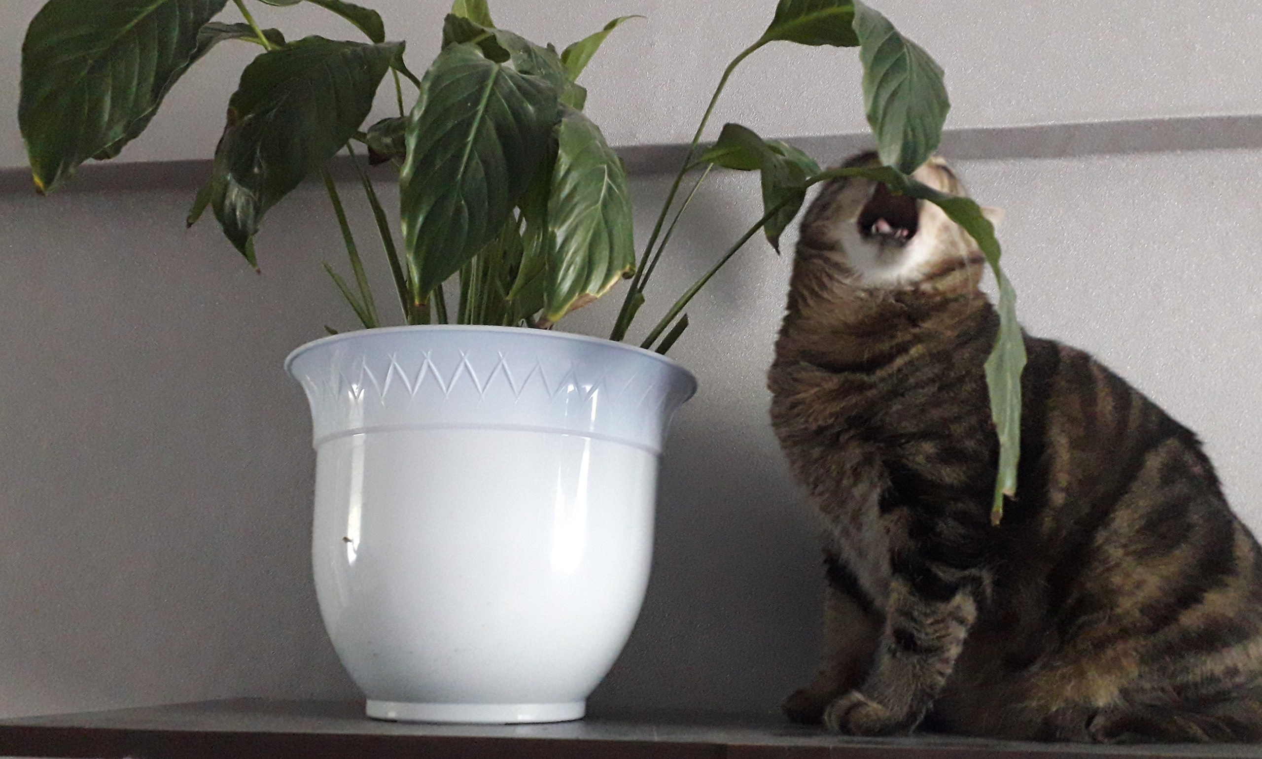 Полосатый кот кусает лист