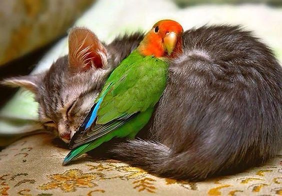Котёнок и попугайчик