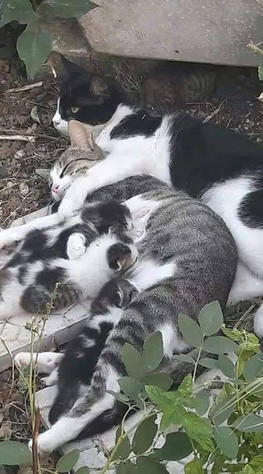 Семейная пара с котятами