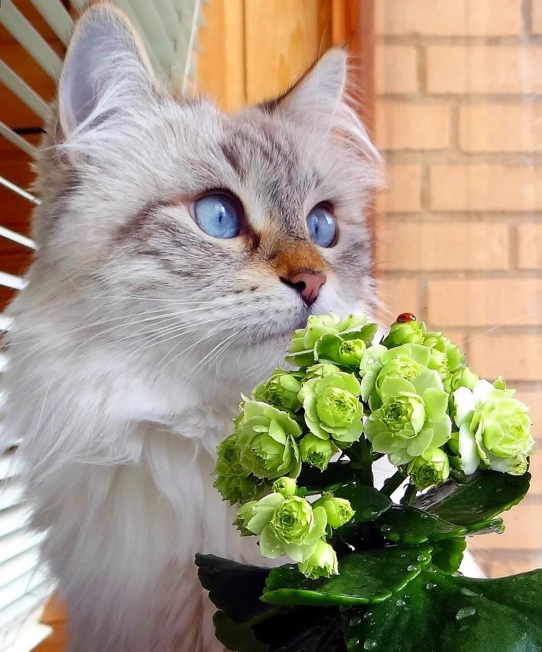 Прекрасная кошечка. Котенок с цветами. Красивые кошечки. Красивые коты. Котик с букетом.