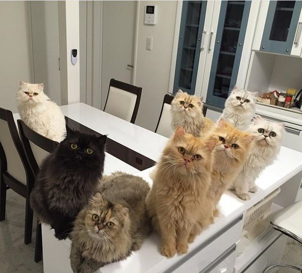 Кошки на столе