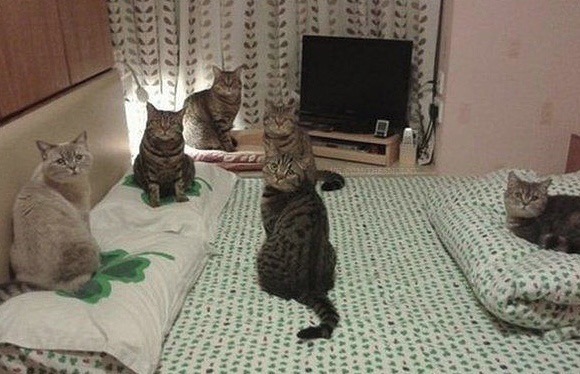 Кошки на кровати
