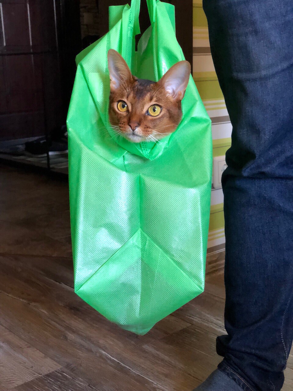 Кота несут в пакете