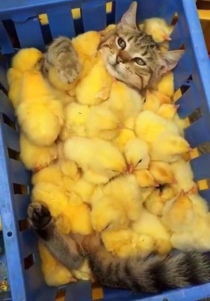 Котёнок с цыплятами
