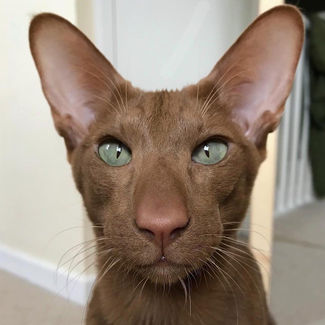Шоколадный котик с большим носом