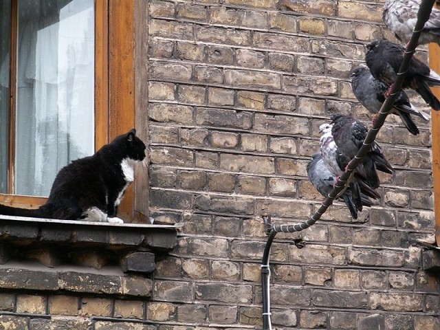 Кот наблюдает за голубями