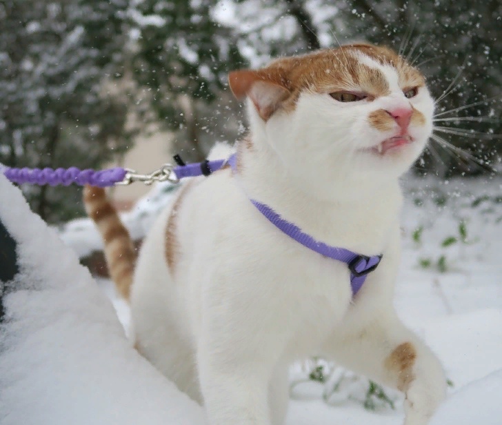 Котик бегае по снежку