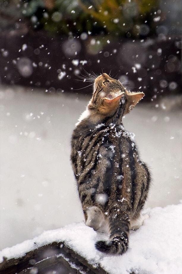 Полосатый котик ловит снежинки