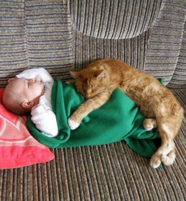 Рыжий кот охраняет младенца