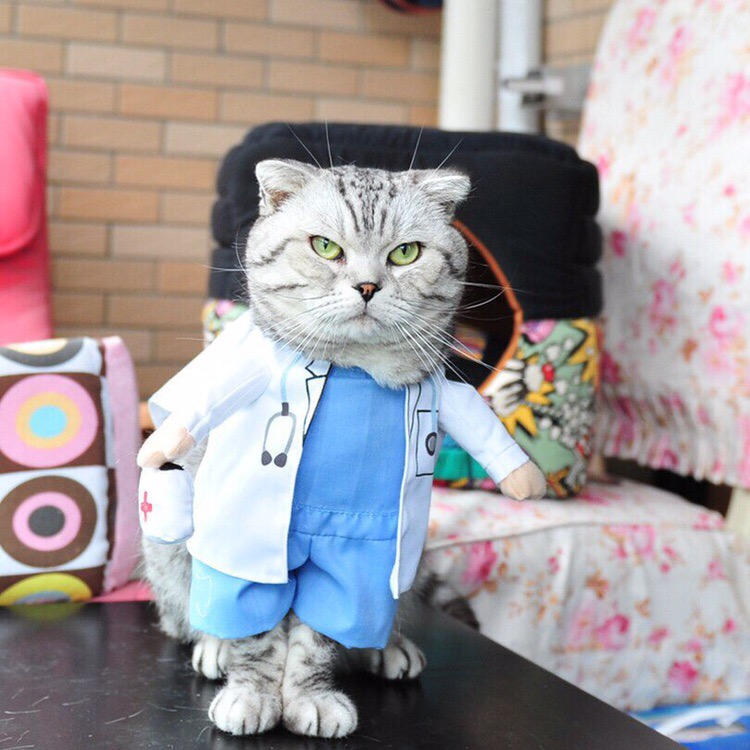 Котик доктор