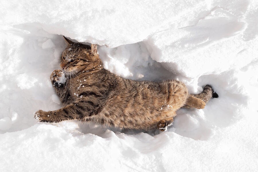 Кошка кувыркается в снегу