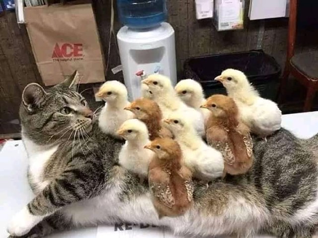 Кошечка с цыплятами