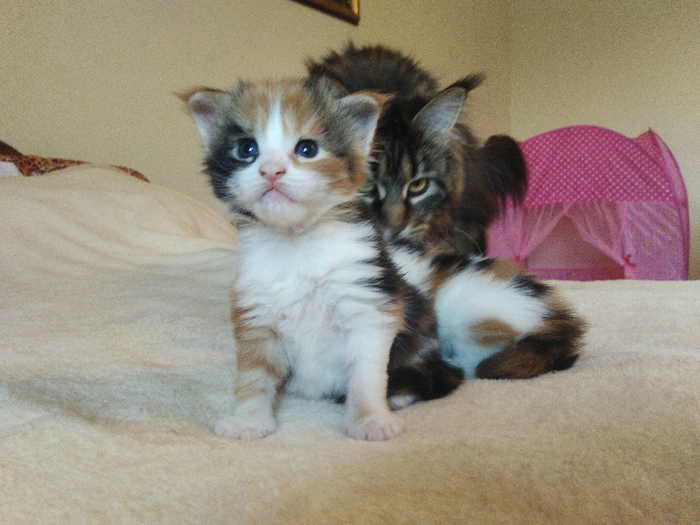 Трёхцветные котята с кошкой