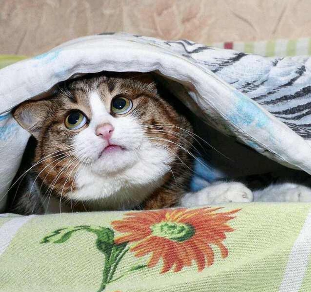 Котик под одеялом