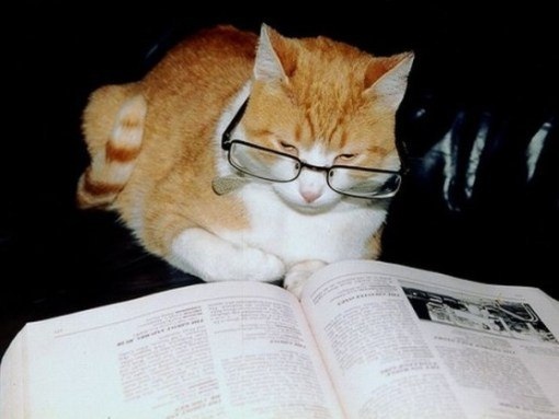 Котик читает книгу