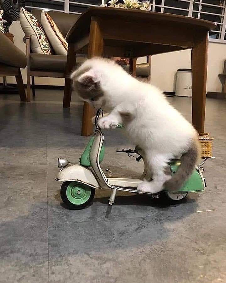 Котёнок на мотороллере