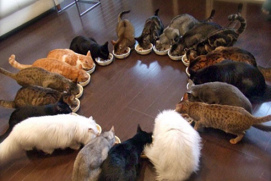 Огромная семейка кошек