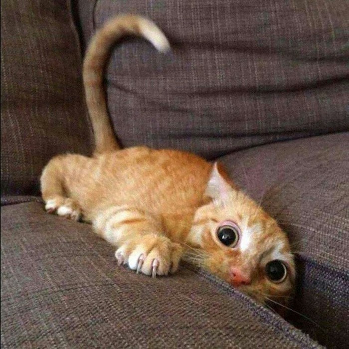 Котик спрятался в диване