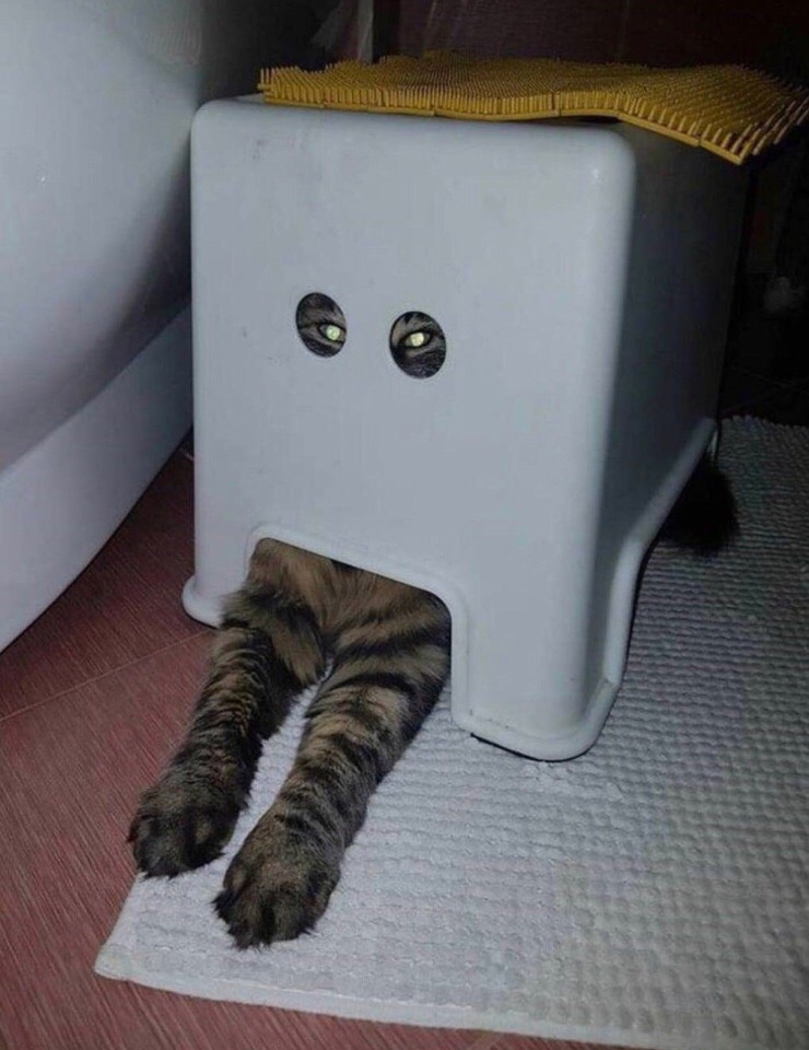 Кот и коробок