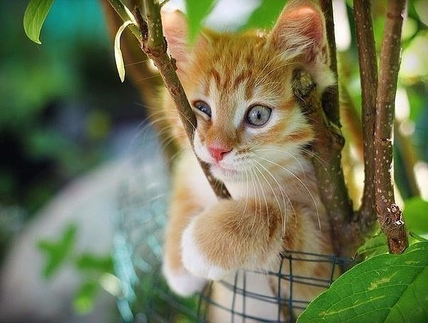 Котёнок на деревце