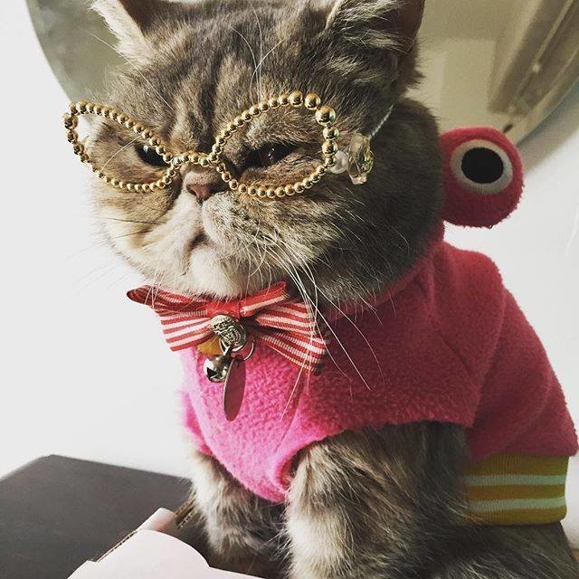 Кот в шапке и в очках
