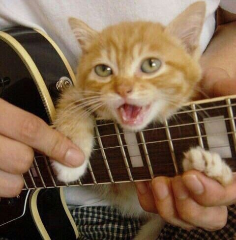 Котёнок музыкант