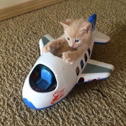 Котёнок пилот
