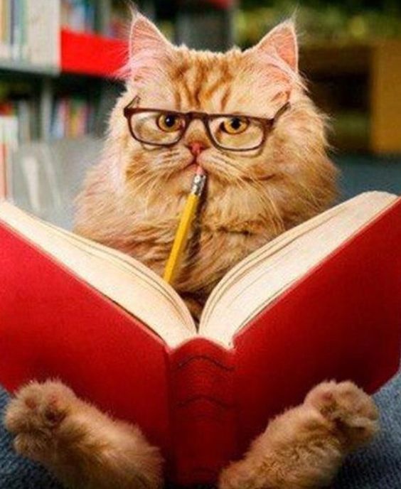 Рыжий котик писатель