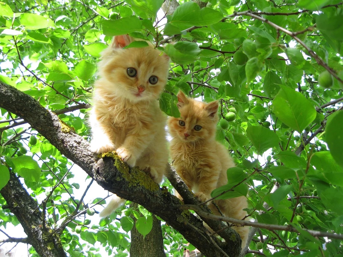 Два котёнка на дереве