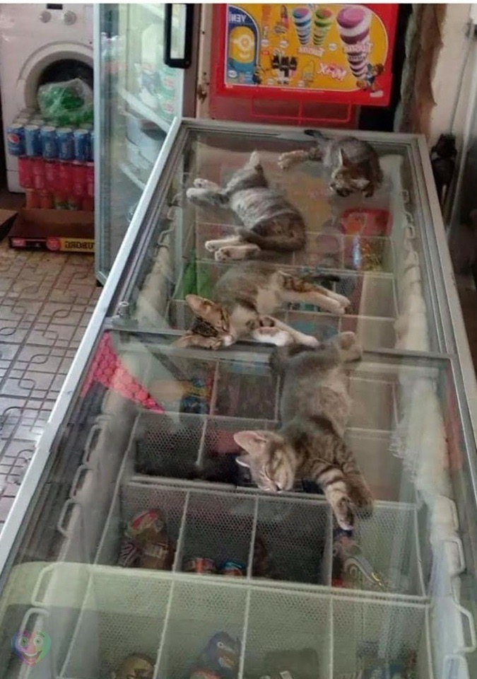 Котята спят на морозилке