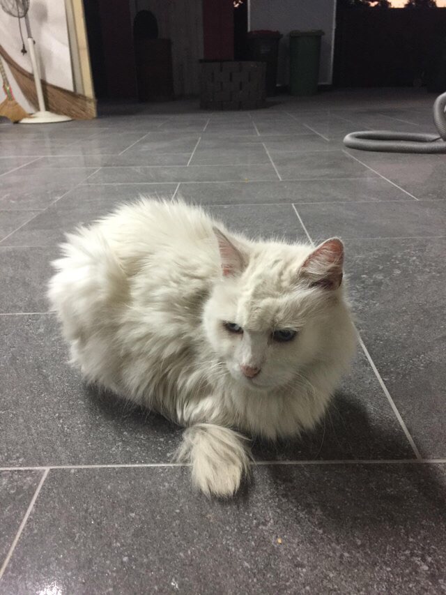 Белый чумазый котик