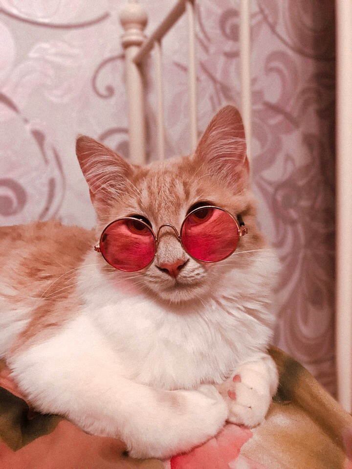 Кошечка в розовых очках