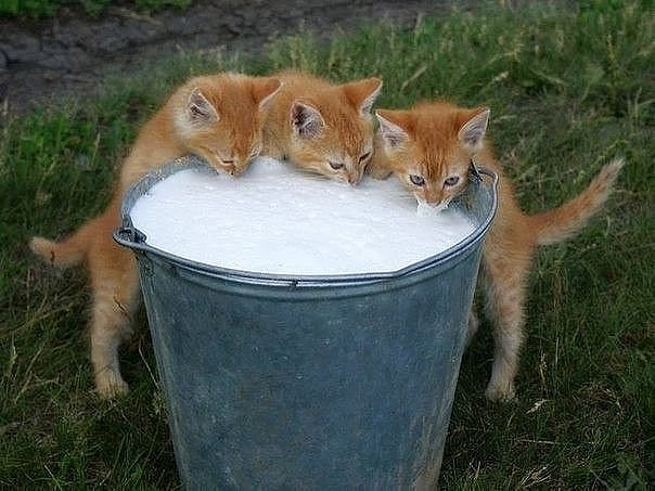 Три рыжика пьют молочко