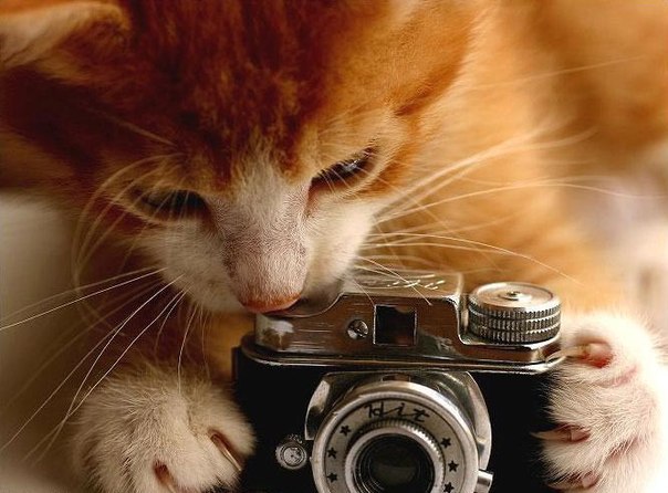 Котёнок фотограф