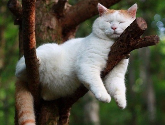 Кошечка спит на дереве