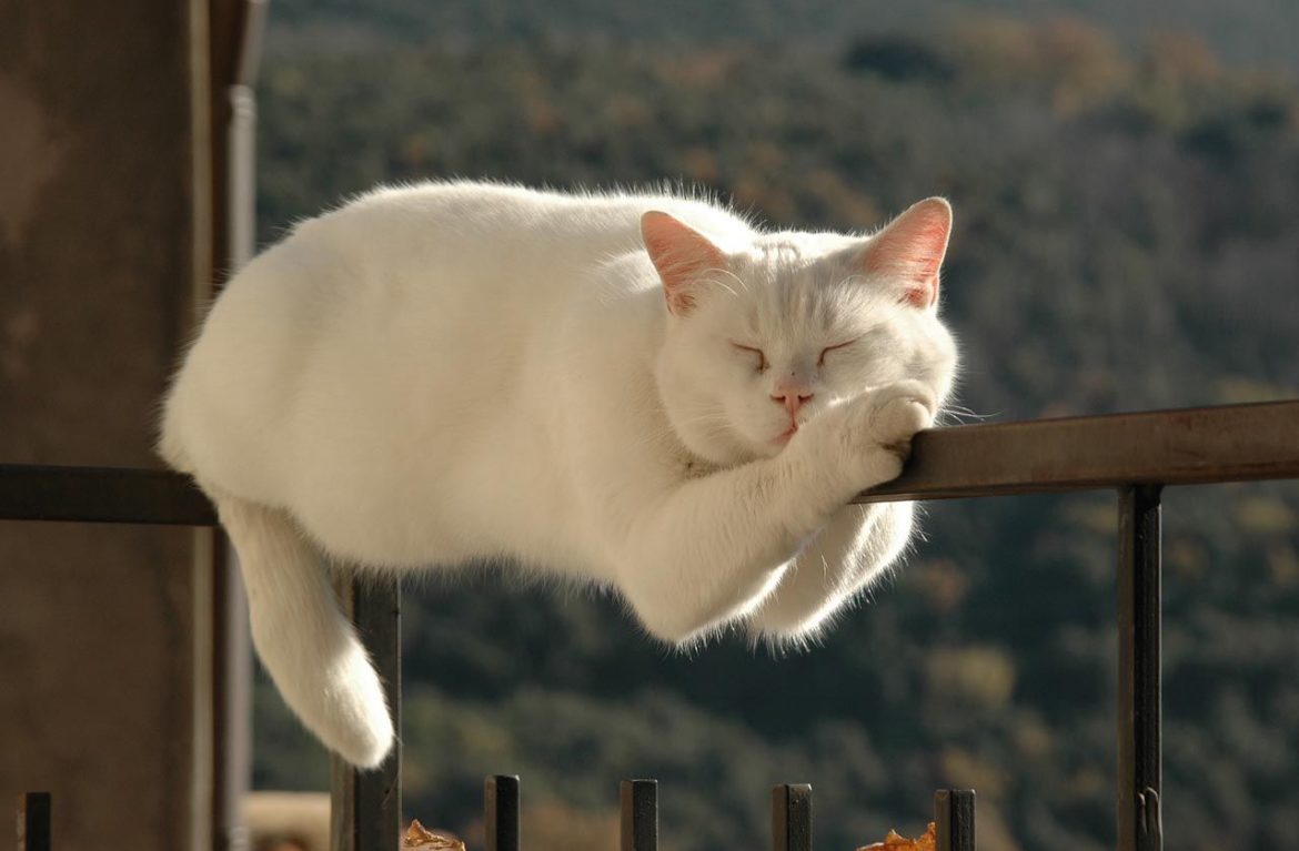 Белый котик на перилах