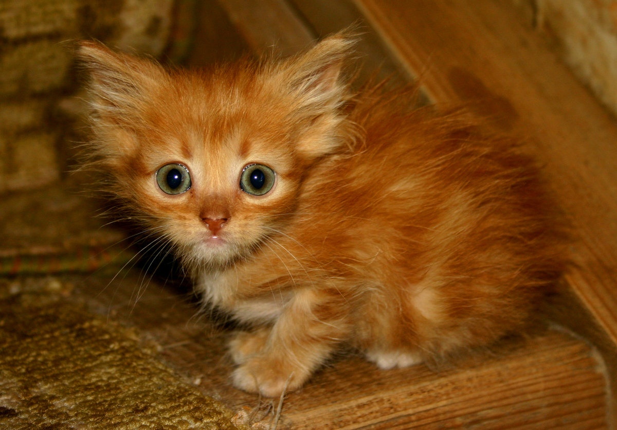 Вы где были, я домой пришёл, а там никого