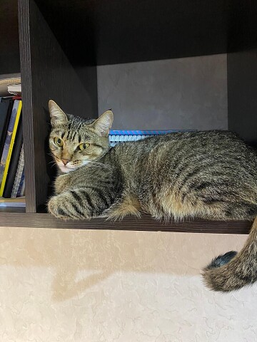 Люблю на полочке лежать