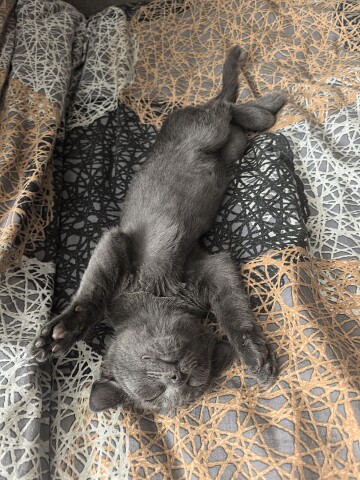 Пока это чудо спит, в доме тишина и покой