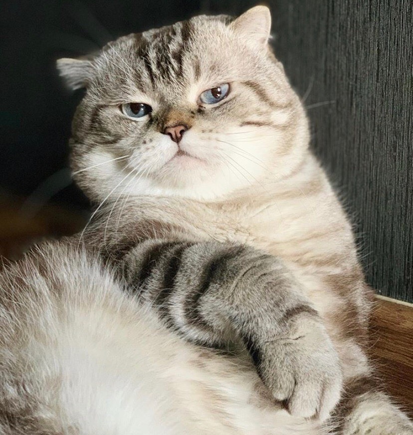 Ужин был слабоватый, я обижен