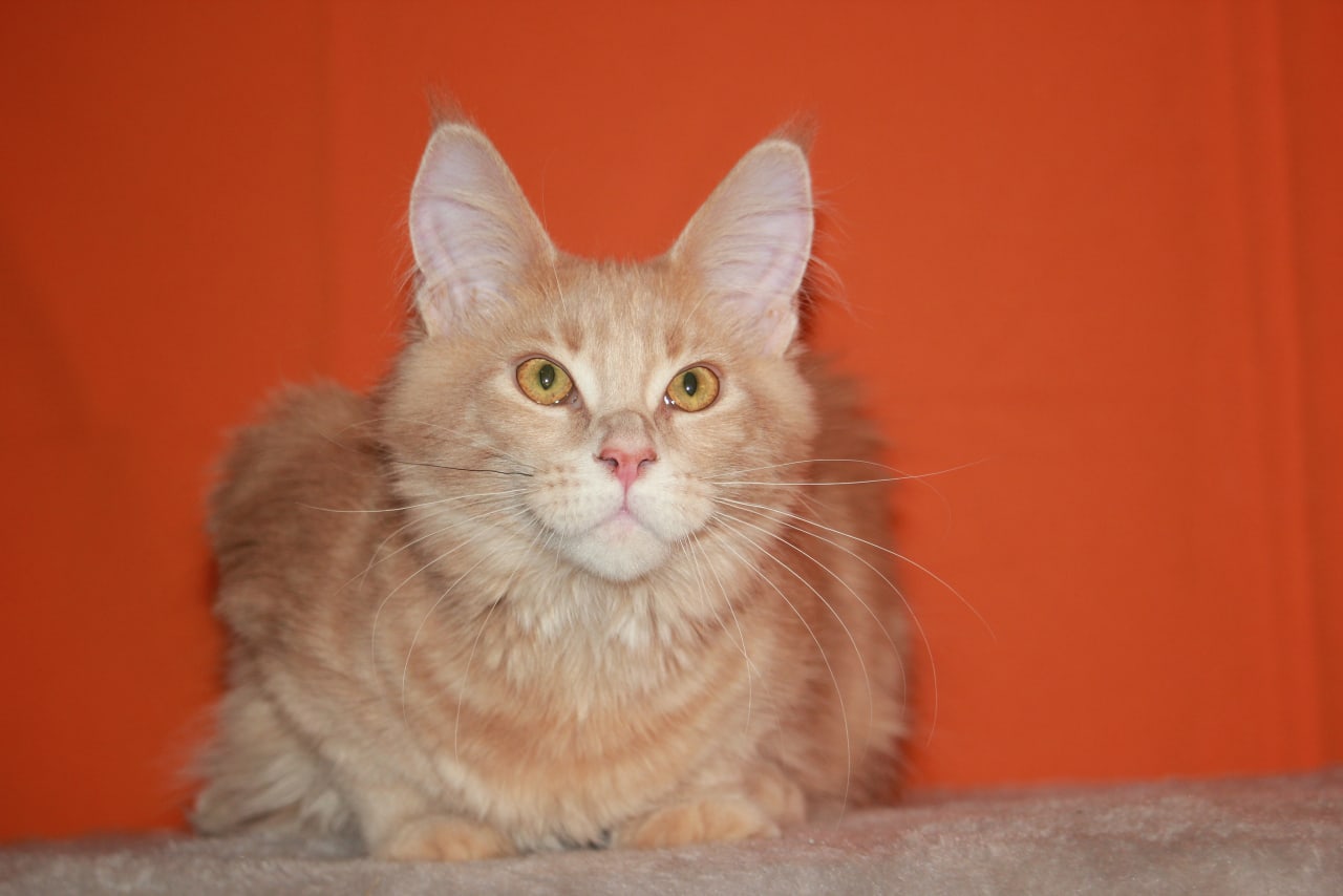 Я уже на старте, жду команды