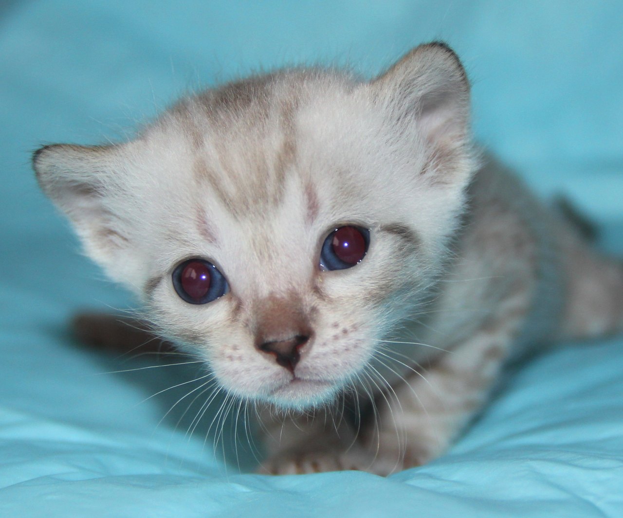 Смотрите, как я ползать научился