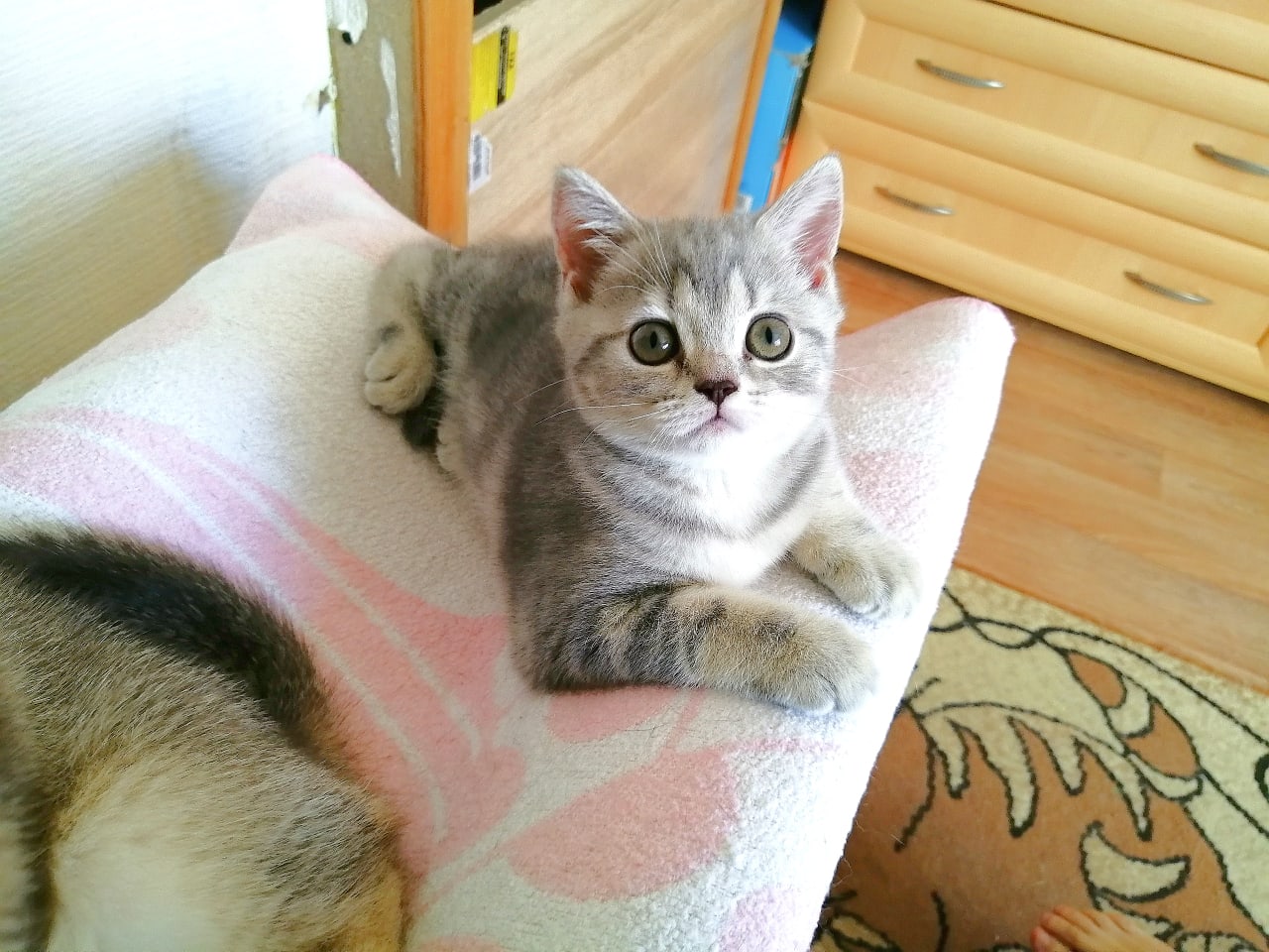 Мама велела лежать тихонько, чтобы никого не разбудить