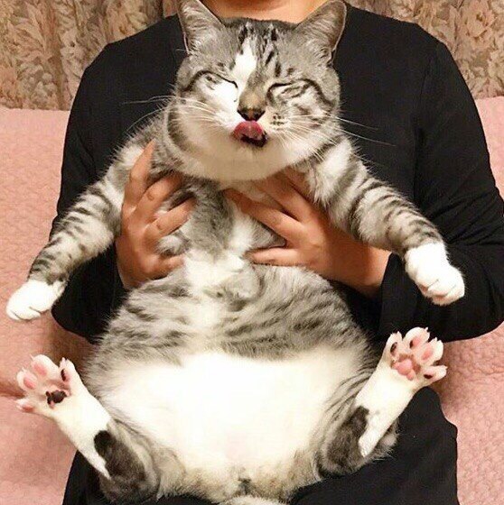 Ну вот поел, теперь можно и поспать