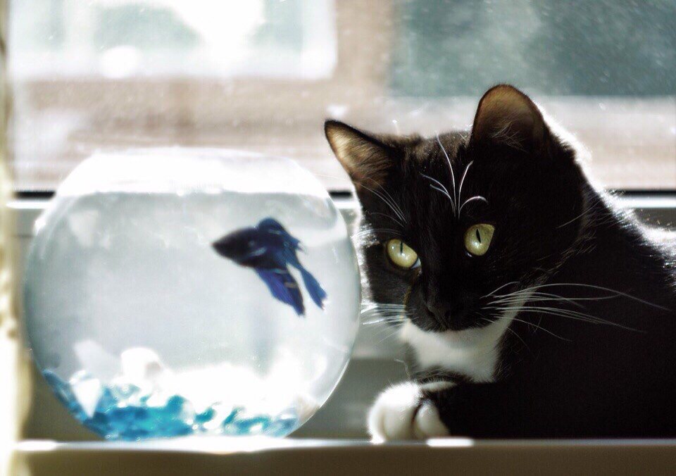 Друг, ты бы заплыв сделал, развлекались бы