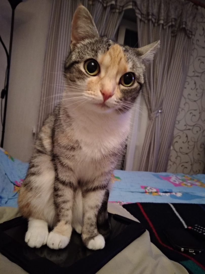 Я вас сегодня на работу не пущу, так начальнику и скажете