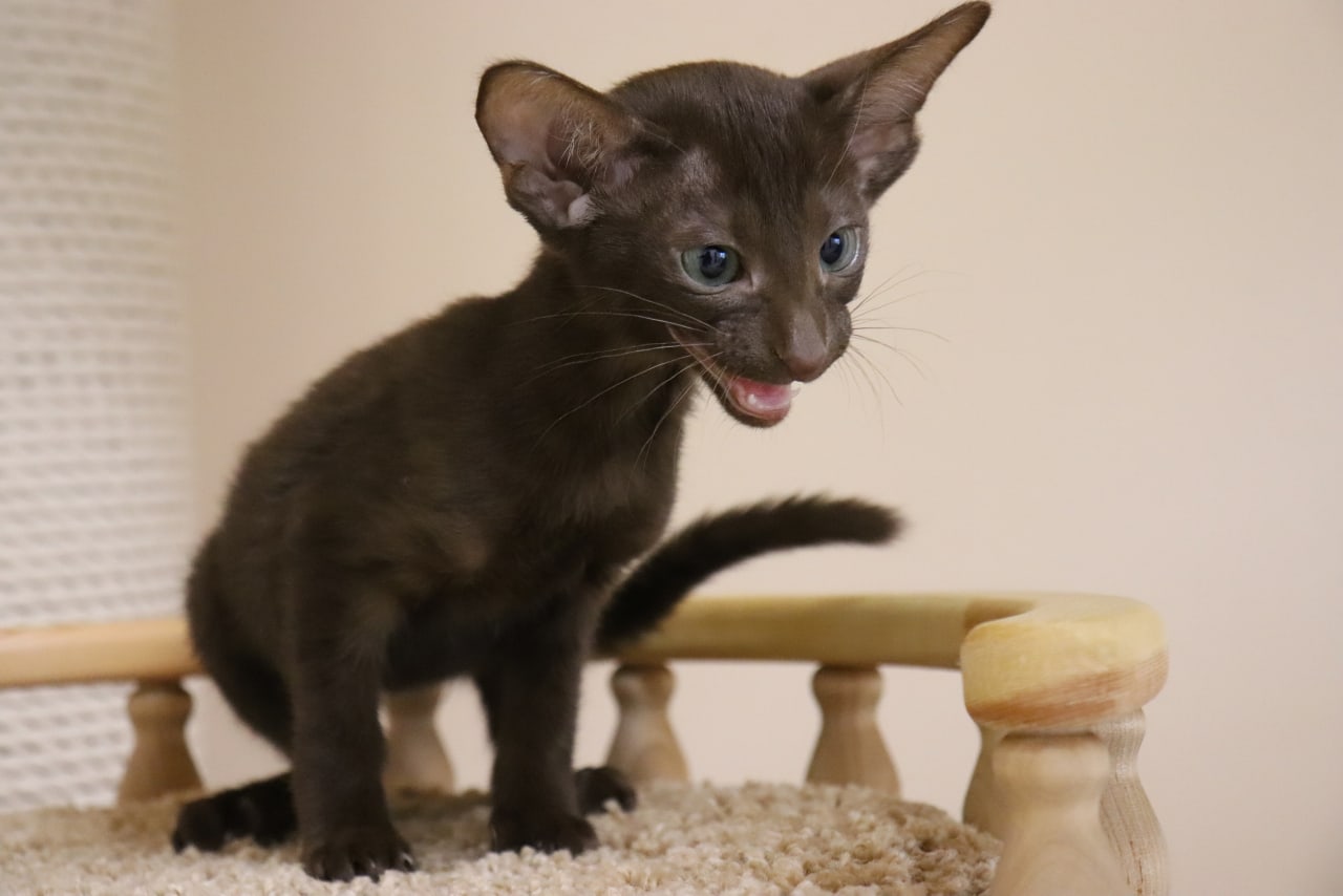 Снимайте скорей, я сам слезть не смогу