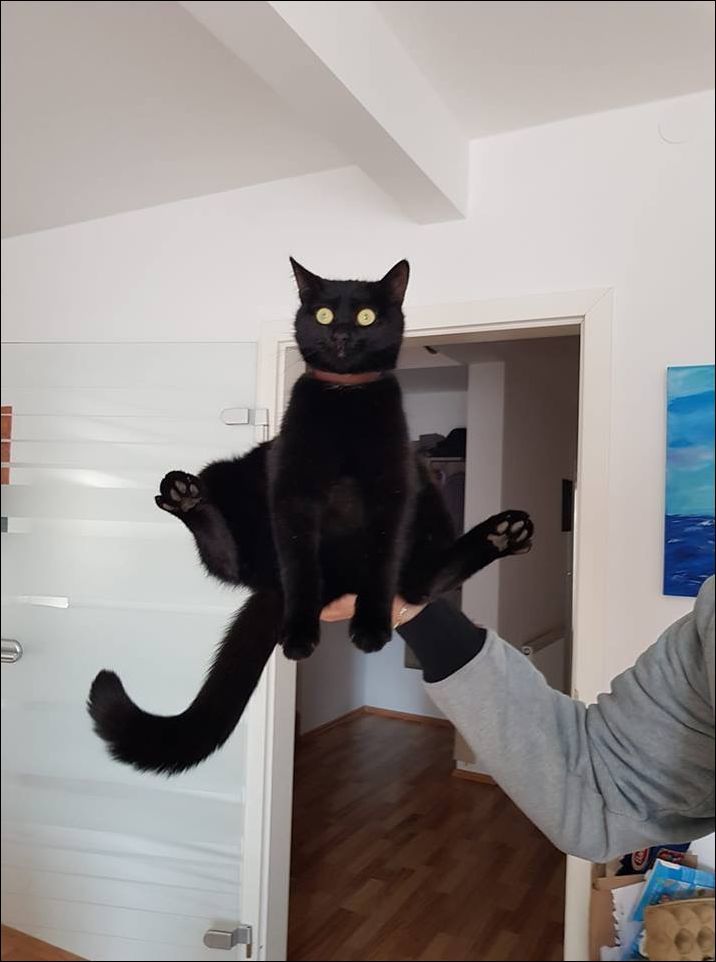 Я великий гуру