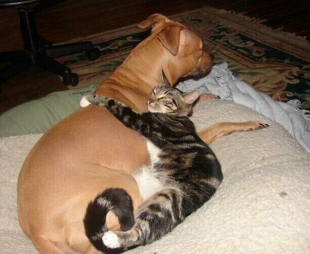 Такая собака - нужна самому